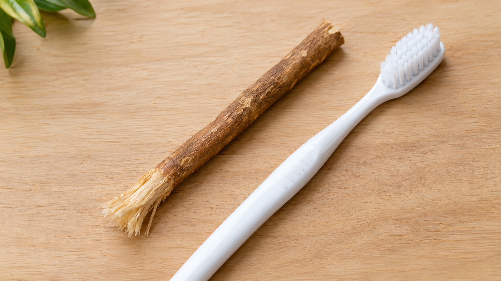 Miswak and toothbrush side by side for comparison.